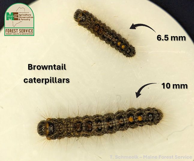 Photo of two browntail moth caterpillars. One is 6.5mm in length and the other is 10mm in length.