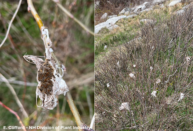 Two photo of browntail moth caterpillar webs, one on the left is a close up of the nest with caterpillars on it. The right-handed photo shows multiple nests on branches.