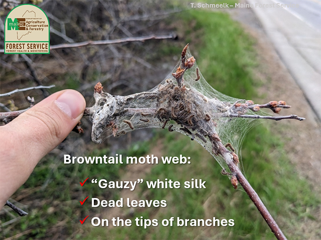 Photo of browntail moth caterpillar web on a branch with information about how to identify their nest.