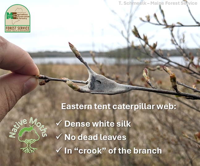Photo of eastern tent caterpillar web around a branch with information about how to identify their nest.