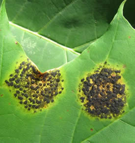 Tar leaf spot on Norway maple.  Photo: Maine Forest Service