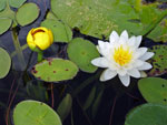 Yellow and White Water Lilies