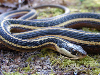 Eastern Ribbon Snake, photo by Jonathan Mays