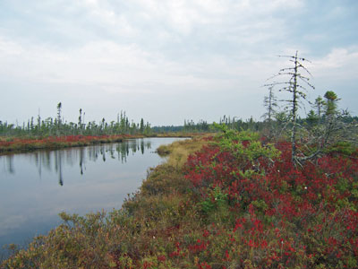 Photo: Stream and fen at Caribou Bog