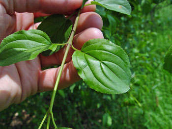 Rhamnus cathartica leaf stipules