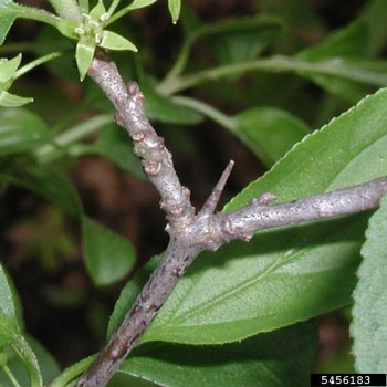 Rhamnus cathartica terminal thorn